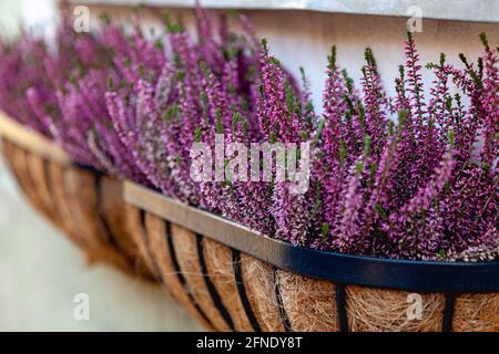 La lavanda fiorente cresce in pentole su un davanzale della finestra. Foto Stock