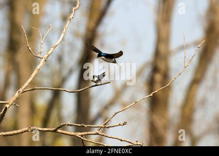 Tachycineta bicolore - serie di foto che mostrano l'accoppiamento delle rondini degli alberi Foto Stock