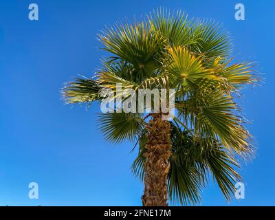 palme tropicali del sud luminose e verdi che soffiano nella brezza contro un cielo blu chiaro e luminoso Foto Stock