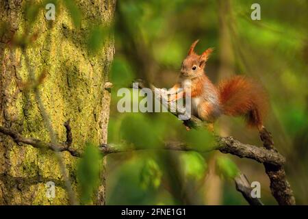 Un carino scoiattolo rosso europeo con coda soffice seduto su un ramo circondato da foglie verdi e alberi. Giornata di primavera soleggiata nella foresta. Foto Stock