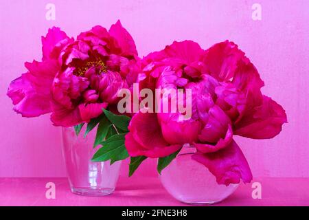 Fiori di peonia rosa albero in un vaso Foto Stock