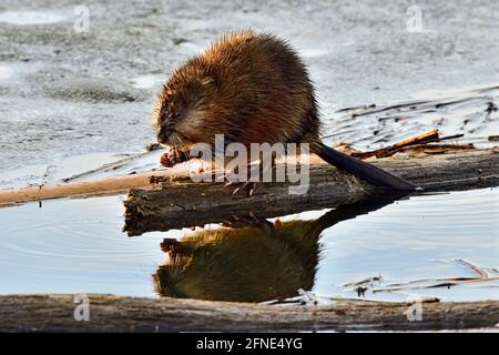 Un muskrat selvatico Ondatra zibethicus; seduto su un bastone galleggiante foraging per germogli verdi di vegetazione nella campagna Alberta Canada Foto Stock