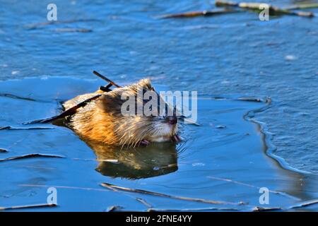 Un muskrat selvatico 'Ondatra zibethicus'; che si rompe attraverso il ghiaccio sottile sulla superficie dell'acqua di un laghetto di castori nella campagna Alberta Canada Foto Stock