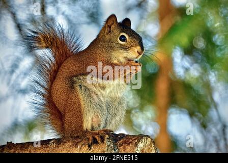 Uno scoiattolo rosso femmina 'Tamiasciurus hudsonicus', seduto su un ramo di abete rosso nella campagna Alberta Canada. Foto Stock