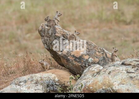Una famiglia di scoiattolo di terra della California (Otospermophilus beecheyi) raccoglie e riposa su massi e rocce che guardano intorno e che tengono l'attenzione per le minacce. Foto Stock