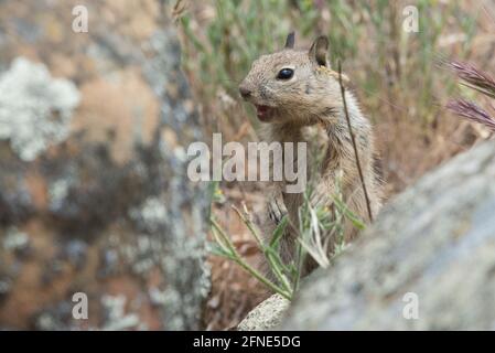 Un giovane scoiattolo di terra della California (Otospermophilus beecheyi) che vocalizza e fa alzare l'allarme - la sua chiamata allerterà gli altri di una minaccia. Foto Stock