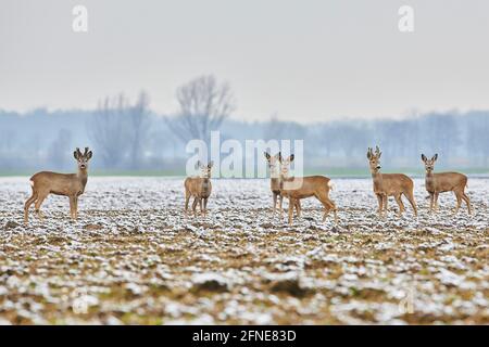 Capriolo (Capreolus capreolus), gruppo, su un campo innevato, fauna selvatica, Baviera, Germania Foto Stock