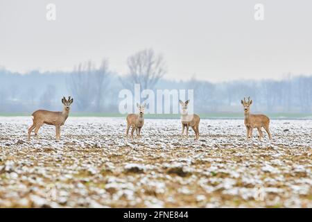 Capriolo (Capreolus capreolus), gruppo, su un campo innevato, fauna selvatica, Baviera, Germania Foto Stock