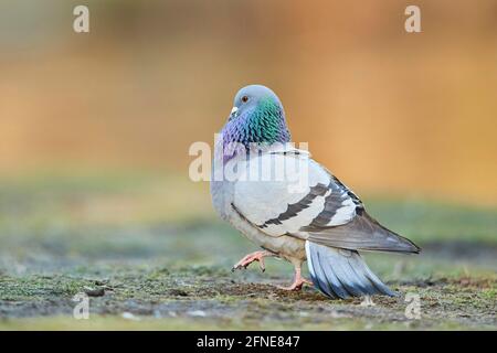 Pigeon (Columba livia domestica), Frankonia, Baviera, Germania Foto Stock