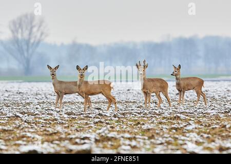 Capriolo (Capreolus capreolus), gruppo, su un campo innevato, fauna selvatica, Baviera, Germania Foto Stock