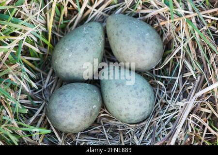 Frizione con quattro uova di godwit dalla coda nera (Limosa limosa), bassa Sassonia, Germania Foto Stock