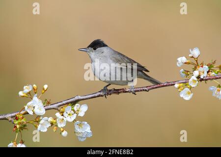 Blackcap (Sylvia atricapilla), maschio seduto su un ramo di fioritura dei ciliegi, Siegerland, Renania settentrionale-Vestfalia, Germania Foto Stock