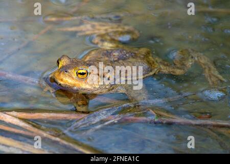 Rospo comune (Bufo bufo), nuoto sulla superficie dell'acqua, Limbach, Burgenland, Austria Foto Stock