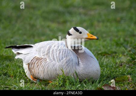 L'oca a testa di bar (Anser indicus), seduta in erba, Eggen-Hof, Vomp, Tirolo, Austria Foto Stock