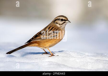 Roccia Bunting (Emberiza cia), seduta su terreno innevato in inverno, Terfens, Tirolo, Austria Foto Stock