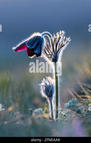 Prato pasque flower (Pulsatilla pratensis) o nero pasque flower, Burgenland, Austria Foto Stock