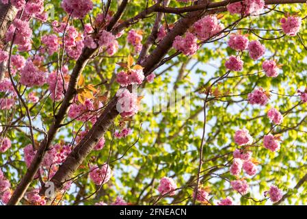 Ciliegia in fiore, ciliegie ornamentali giapponesi, Magdeburgo, Sassonia-Anhalt, Germania Foto Stock