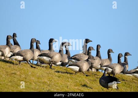 Brent Goose, Flock on Dyke, aprile, Texel Island, Nord Olanda, Paesi Bassi Foto Stock