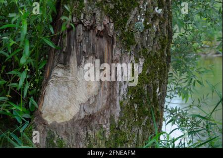 Castoro europeo, segni di gnaw su albero, luglio, Prienmuendung, Chiemsee, Prien, Baviera, Germania Foto Stock