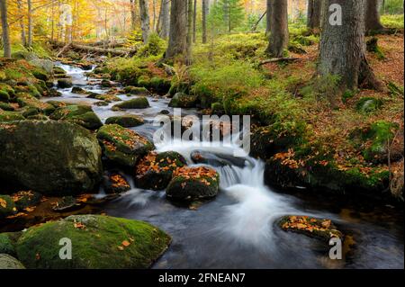 Kleine Ohe, torrente con foresta d'autunno, ottobre, Waldhaeuser, Parco Nazionale della Foresta Bavarese, Baviera, Germania Foto Stock