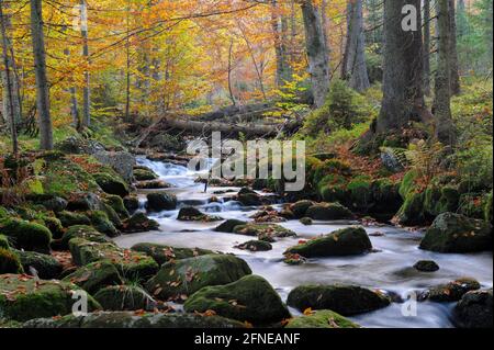 Kleine Ohe, ruscello con foresta autunnale, esposizione lunga, ottobre, Waldhaeuser, Parco Nazionale della Foresta Bavarese, Baviera, Germania Foto Stock