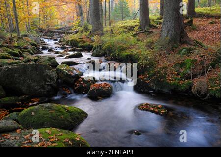 Kleine Ohe, ruscello con foresta autunnale, esposizione lunga, ottobre, Waldhaeuser, Parco Nazionale della Foresta Bavarese, Baviera, Germania Foto Stock