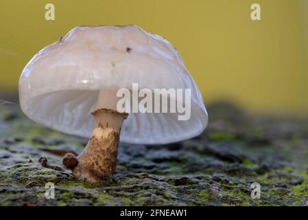 Rabarbaro di faggio slimy, rabarbaro slimy anulare, novembre, zona della Ruhr, Renania settentrionale-Vestfalia, Germania Foto Stock