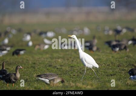 Grande oca bianca (Anser albifrons) e Grande Egret Bianco, mattina, febbraio, Dingdener Heide, Nord Reno-Westfalia (Casmerodius alba) Foto Stock