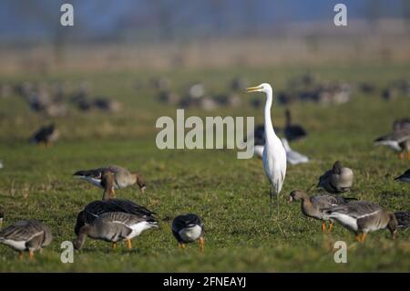 Grande oca bianca (Anser albifrons) e Grande Egret Bianco, mattina, febbraio, Dingdener Heide, Nord Reno-Westfalia (Casmerodius alba) Foto Stock