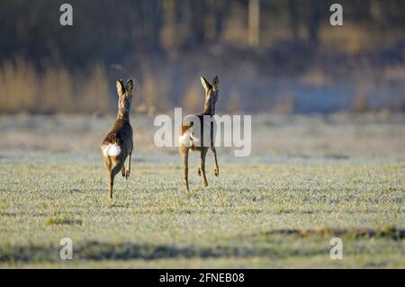 Capriolo, capriolo e capriolo sulla corsa, mattina, aprile, Gross Quassow, Meclenburg-Vorpommern, Germania Foto Stock