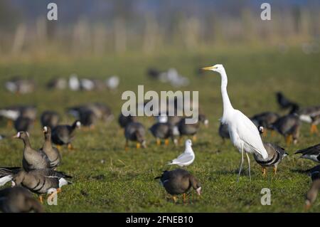 Grande oca bianca (Anser albifrons) e Grande Egret Bianco, mattina, febbraio, Dingdener Heide, Nord Reno-Westfalia (Casmerodius alba) Foto Stock