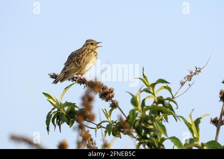 Woodlark, maschio, stazione di canto, mattina, maggio, Oberhausen, zona della Ruhr, Renania Settentrionale-Vestfalia, Germania Foto Stock