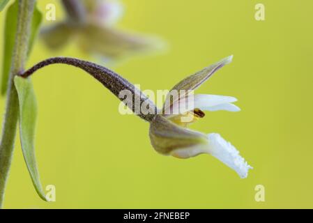 Marsh hellebore, fioritura, luglio, NSG Kendlmuehlfilzn, Grassau, Chiemgau, Baviera, Germania Foto Stock