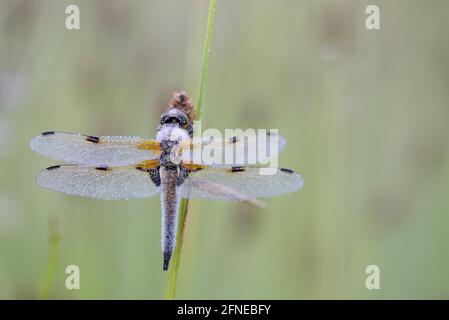 Dragonfly a quattro macchie, riposando al rospo in un prato, con dondolamenti, mattina, giugno, Bottrop, Renania Settentrionale-Vestfalia, Germania Foto Stock