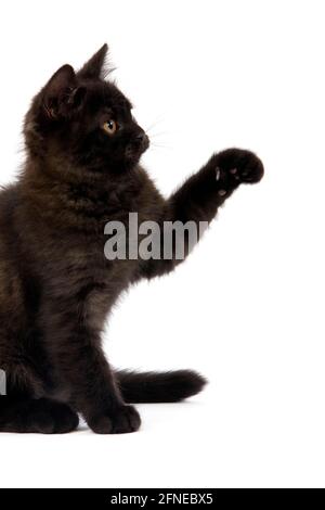 BLACK BRITISH SHORTHAIRED KITTEN CHE GIOCA DI FRONTE A SFONDO BIANCO Foto Stock