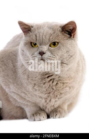 Porpora British Shorthair gatto domestico, maschio sdraiato su sfondo bianco Foto Stock