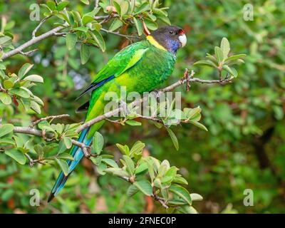 Un Ringneck australiano della razza occidentale, conosciuto come il ventotto Parrot, fotografato in una foresta dell'Australia sud-occidentale. Foto Stock