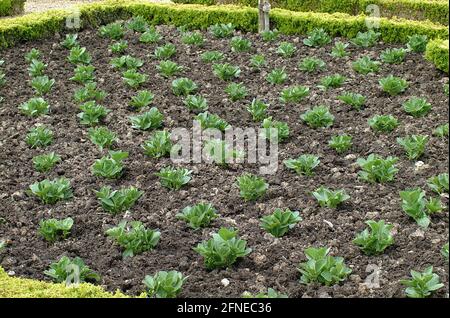 Fagiolo di Fava, fagiolo largo, fagiolo di cavallo, fagiolo largo, fagiolo di farfalla, FAVE (vicia) faba IN ORTO Foto Stock