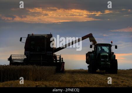 Grano (Triticum aestivum) raccolto, raccolto al tramonto, mietitrebbia che scarica la granella nel trattore e nel rimorchio, Norfolk, Inghilterra, Regno Unito Foto Stock