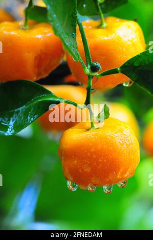 Arancio nano, arancio calamondino (Citrofortunella microcarpa) con gocce di pioggia Foto Stock