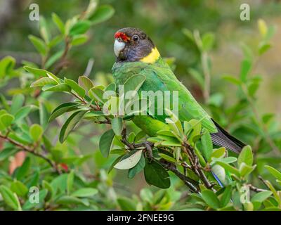 Un Ringneck australiano della razza occidentale, conosciuto come il ventotto Parrot, fotografato in una foresta dell'Australia del Sud-Ovest. Foto Stock