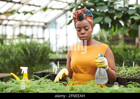 Donna africana che indossa un indirizzo colorato che tiene una bottiglia di acqua e impianti di irrigazione in serra Foto Stock
