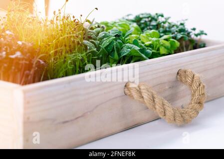 Mescolare i micrograni in una scatola di legno su uno sfondo bianco con un bagliore da sole. Foto Stock