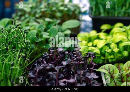 Molti micrograni diversi in primo piano, crescendo micro green. Foto Stock