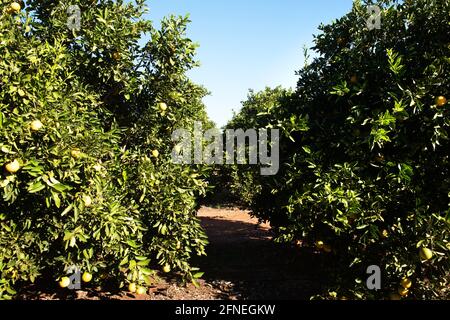 Alberi di arancio che crescono in un frutteto vicino Griffith, nuovo Galles del Sud, Australia Foto Stock