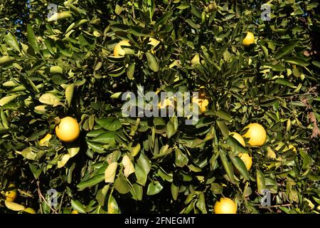 Alberi di arancio che crescono in un frutteto vicino Griffith, nuovo Galles del Sud, Australia Foto Stock