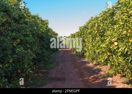 Alberi di arancio che crescono in un frutteto vicino Griffith, nuovo Galles del Sud, Australia Foto Stock