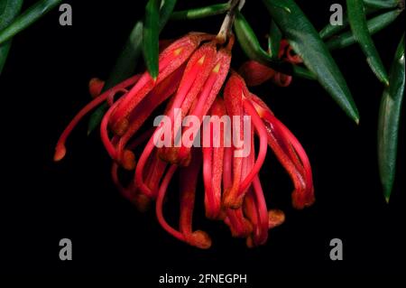 Un fiore rosso di Grevillea che decora il mio giardino a Glen Waverley, Victoria, Australia - e che attrae uccelli che mangiano miele, più un sacco di api. Foto Stock