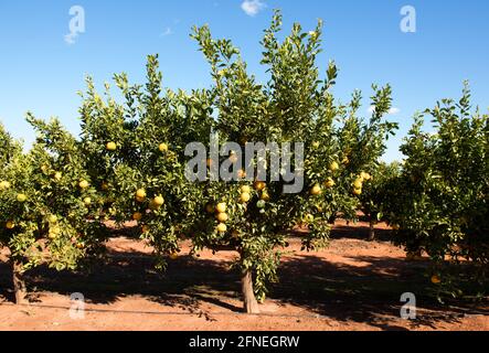 Alberi di arancio che crescono in un frutteto vicino Griffith, nuovo Galles del Sud, Australia Foto Stock