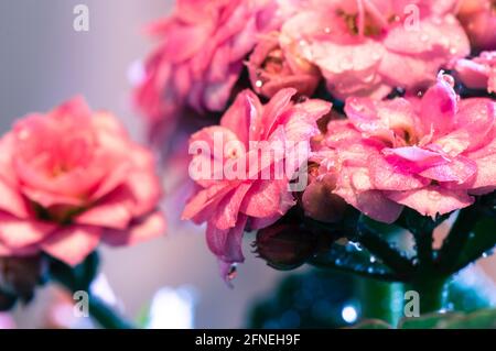 Bella rosa Kalanchoe fiori in fiore con gocce d'acqua, sfondo floreale Foto Stock